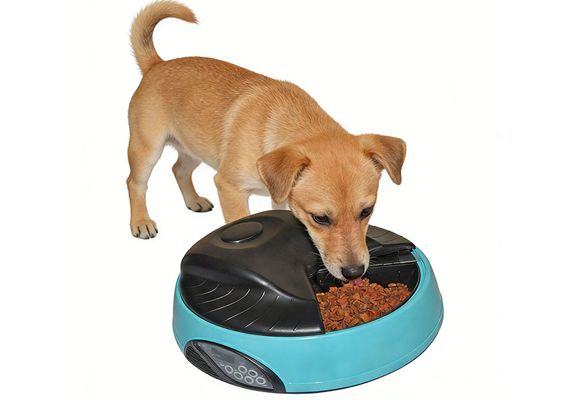 Умная кормушка — делает кормление более удобным.