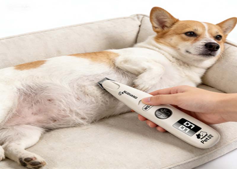 Как безопасно подстричь когти питомцу (не допустив кровотечения)?